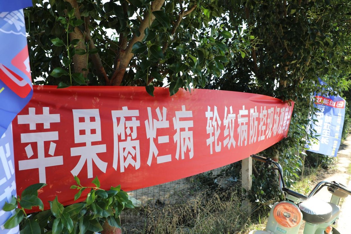 富平县梅家坪镇五一村苹果种植基地观摩会现场