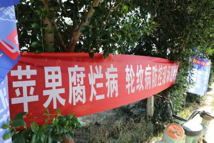 田间观摩验实效 碳润三农启新程——杨凌亿能碳以绿色科技赋能果业增收产业振兴